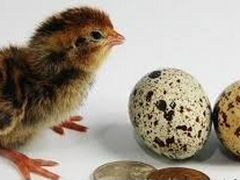 Яйца перепелочек