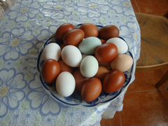 Яйца куриные,домашние,диетические
