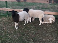 Овцы и бараны помесь Дорпера