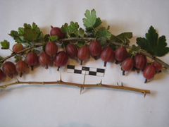 Саженцы ягодных кустарников