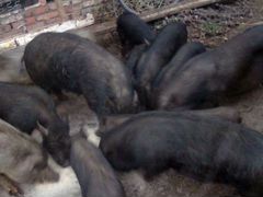 Продам свиноматку и хряка вьетнамской породы