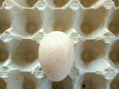 Яйцо инкубационное индюши
