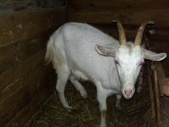 Дойная коза и козел альписко-нубийской породы