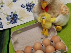 Продам яйца кур