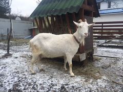 Зааненская чистопородная коза