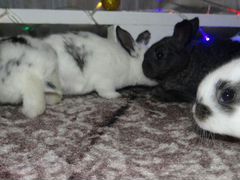 Кролики (крольчата 1мес)