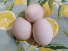 Утиное яйцо на инкубацию