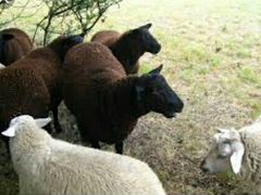 Реализация овец