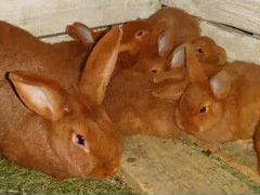 Кролики новозеландский белый и красный