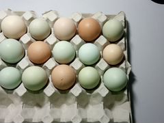 Голубые инкубационные яйца