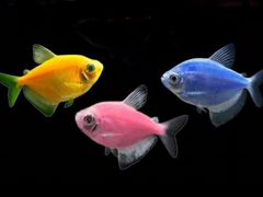 Тернеция GloFish и Супер ред