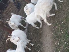 Высокомолочные козы