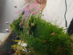 Креветки аквариумные