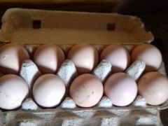 Инкубационное яйцо кур породы Мини- Мясная