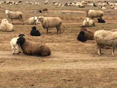Продаю овец 210 голов из них 140 уже окотилась ост