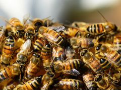 Продаются пчелосемьи на высадку