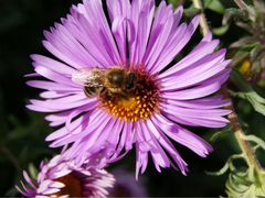 Пчелы с ульями и корпусами