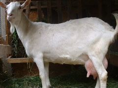 Продам Молочных коз и козлят