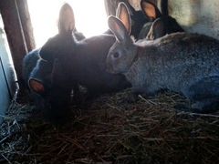 Молодняк кроликов возраст два месяца