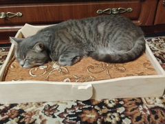 Новая кроватка для кошечки или собачки