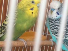 Волнистые попугаи с клеткой