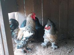 Семья (петух + 3 курицы)