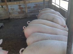 Свиньи породы ландрас