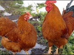 Цыплята редбро - красный бройлер,гусята домашние