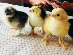 Цыплятки домашние