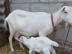 Заанская коза и 2 козлёнка