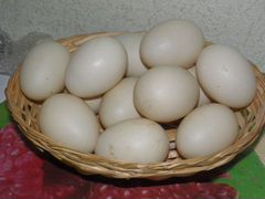 Яйцо индоутки, пекинской утки на инкубацию