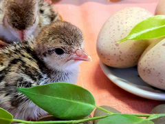 Кеклики, инкубационное яйцо, цыплята