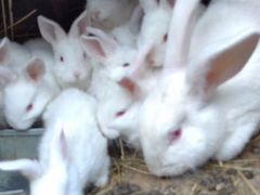 Продам кроликов разных пород