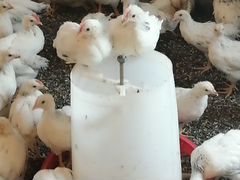 Цыплята серебристые домашние