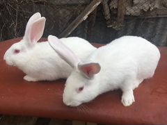 Кролики белый паннон и чёрно-бурая