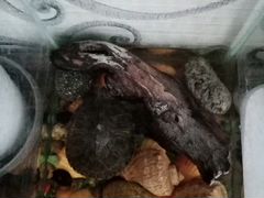 Черепаха с аквариумом и гротом