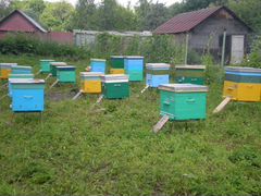 Продаются пчелиные семьи