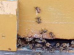Пчелы на высадку / с ульем