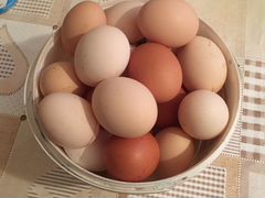 Домашние яицо