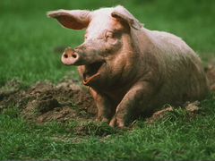Продаются тушки свиней, а так же живой вес