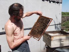 Продам пчёл на высадку