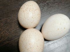Инкубационное яйцо фазанов, индюков, кур несушек