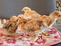 Продам цыплят породы кучинская юбилейная