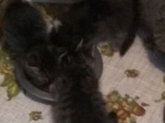 Отдаются котята: 2 кошки и кот, 1,5 мес