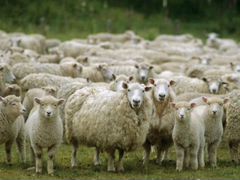 Продается местные овцы с ягнятами