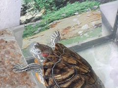 Красноухая черепаха девочка