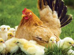 Курица - наседка с цыплятами