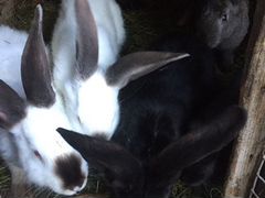 Кролики четыре месяца