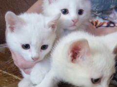 Белые котята ищут дом