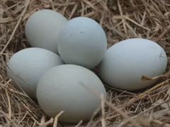 Голубые яйца Араукан